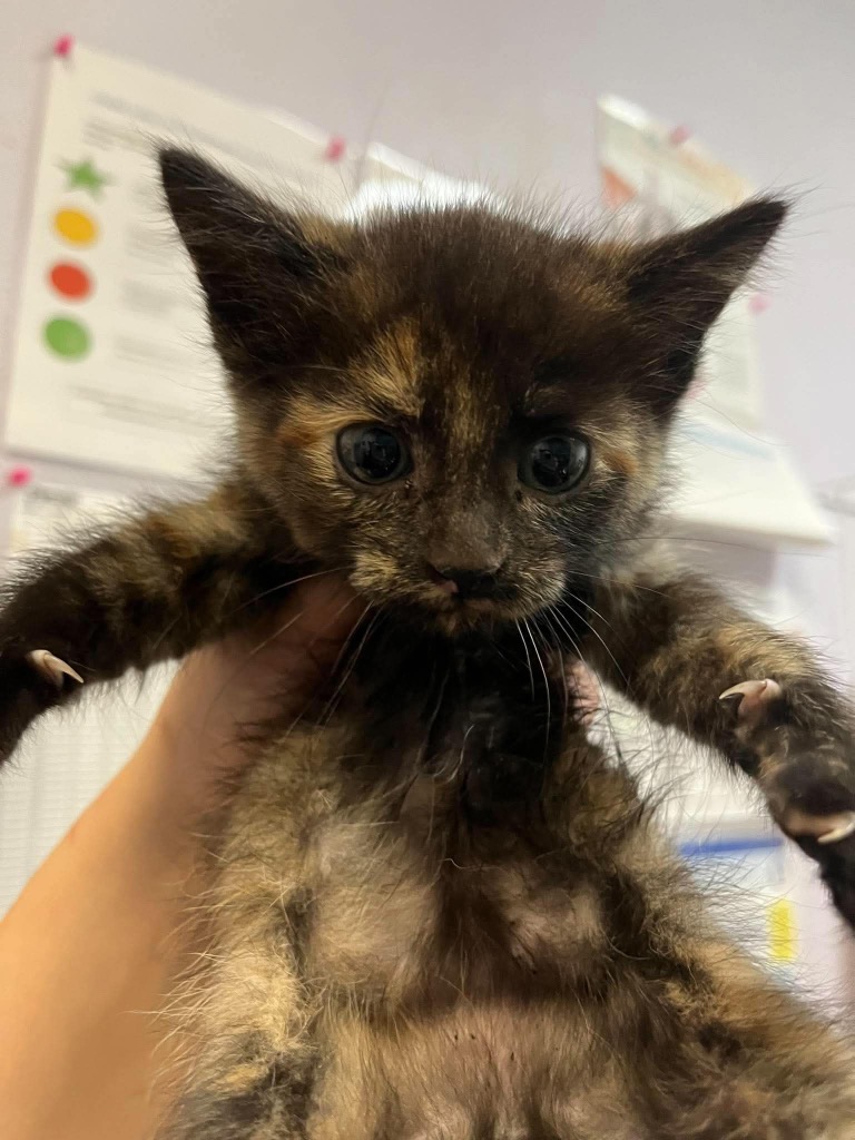Shelter Stray Female Cat last seen Bexar County, 3353 Morningside Dr, New Braunfels, TX 78132, USA