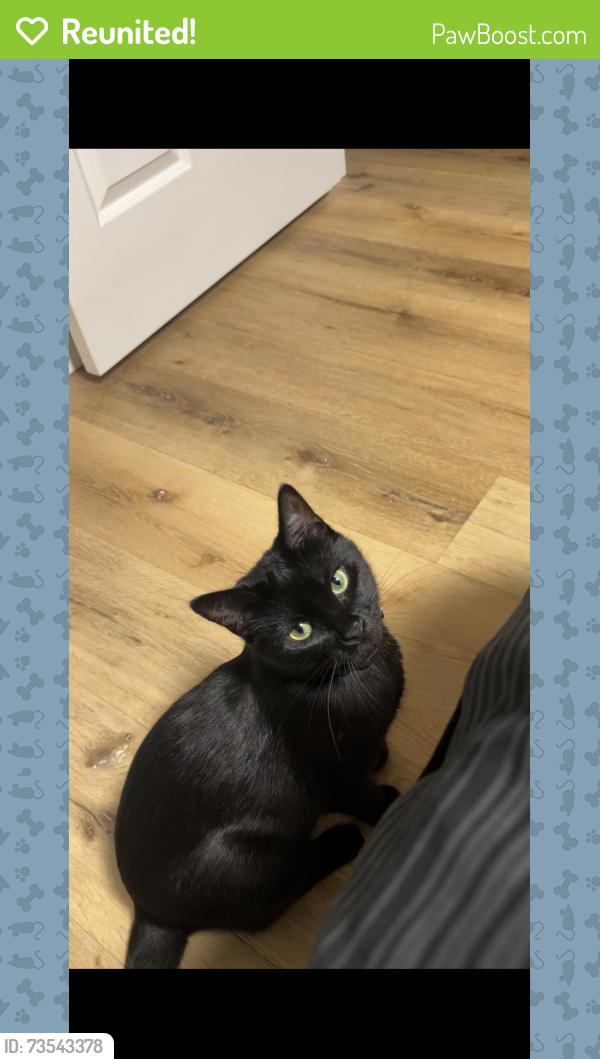Reunited Female Cat last seen Lemont Rd 60439, Lemont, IL 60439