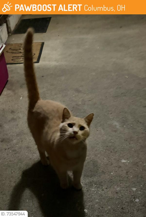 Found/Stray Unknown Cat last seen Clifton ave and woodland, Columbus, OH 43203