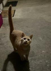 Found/Stray Unknown Cat last seen Clifton ave and woodland, Columbus, OH 43203