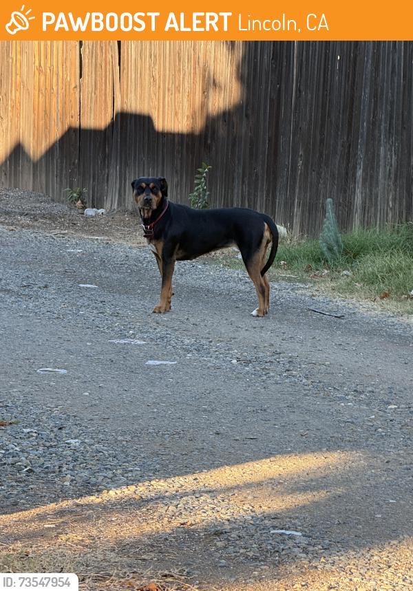 Found/Stray Unknown Dog last seen I St and 7th st Lincoln. (Alley), Lincoln, CA 95648