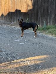 Found/Stray Unknown Dog last seen I St and 7th st Lincoln. (Alley), Lincoln, CA 95648