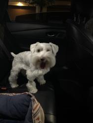 Found/Stray Female Dog last seen Muffle/fairview, Houston, TX 77006