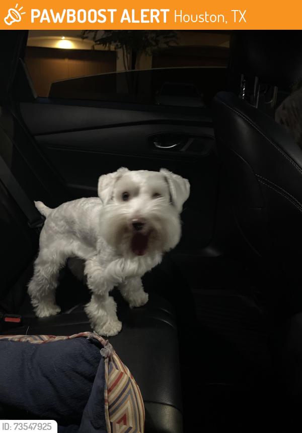 Found/Stray Female Dog last seen Muffle/fairview, Houston, TX 77006