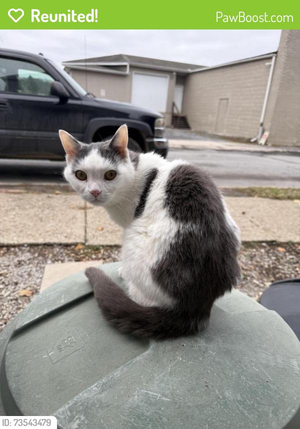 Reunited Female Cat last seen Spring Ave & Locust St in Dubois PA, DuBois, PA 15801