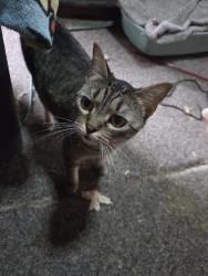 Lost Female Cat last seen Near 14th & Old Cheney, Lincoln, NE 68512