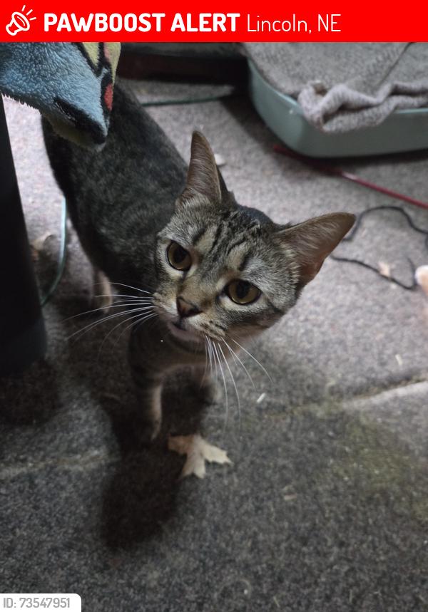 Lost Female Cat last seen Near 14th & Old Cheney, Lincoln, NE 68512
