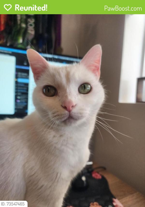 Reunited Female Cat last seen Chenery, San Francisco, CA 94131