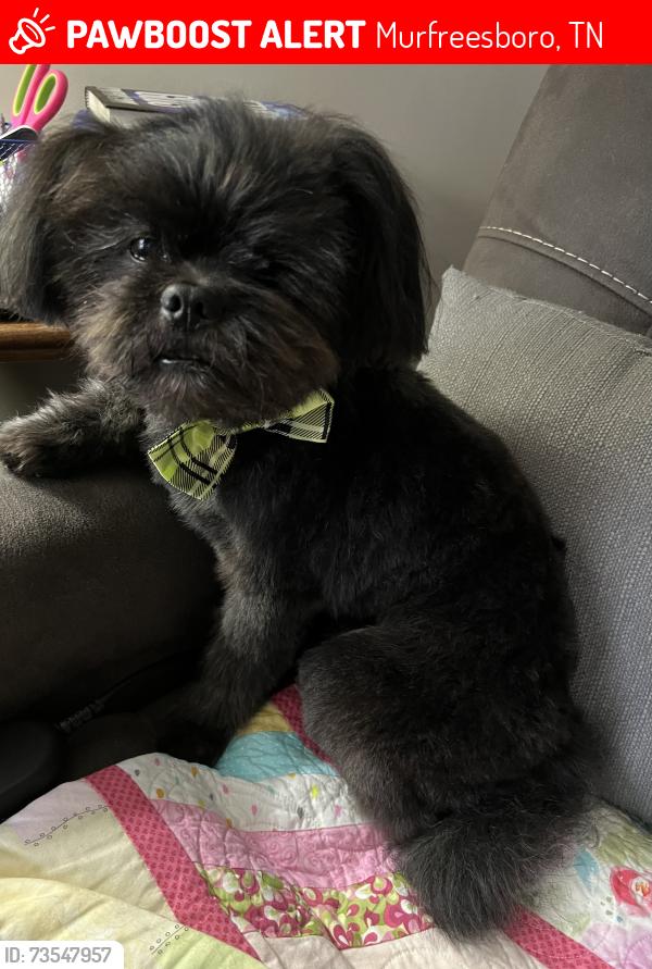 Lost Male Dog last seen East Burton st, Murfreesboro, TN 37130