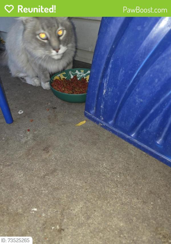 Reunited Unknown Cat last seen VAN LENNEN AVE, Cheyenne, WY 82001