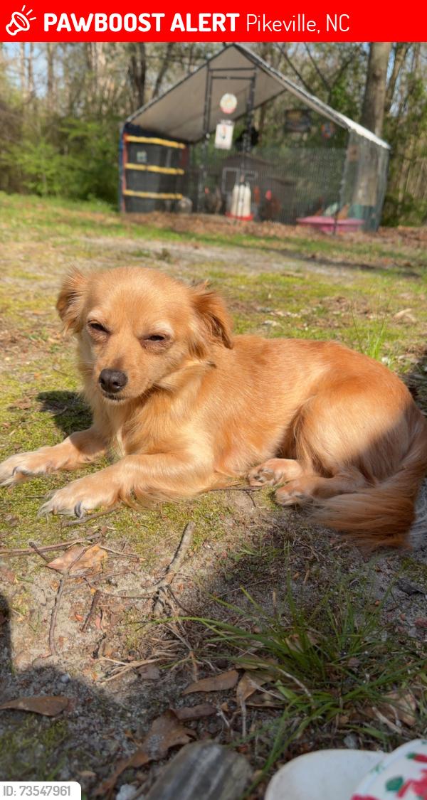 Lost Female Dog last seen Big daddy road, Pikeville, NC 27863