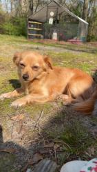 Lost Female Dog last seen Big daddy road, Pikeville, NC 27863