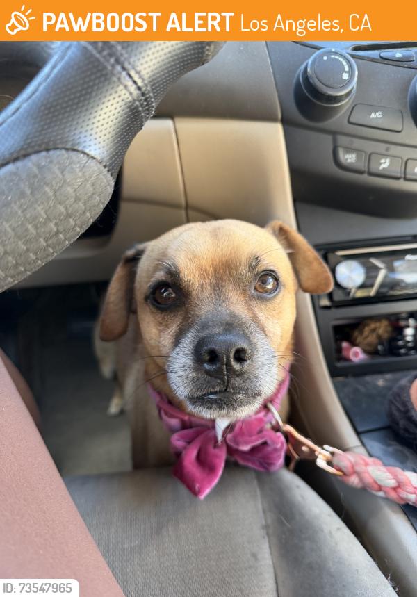 Found/Stray Male Dog last seen Crenshaw and Martin Luther King, Los Angeles, CA 90008