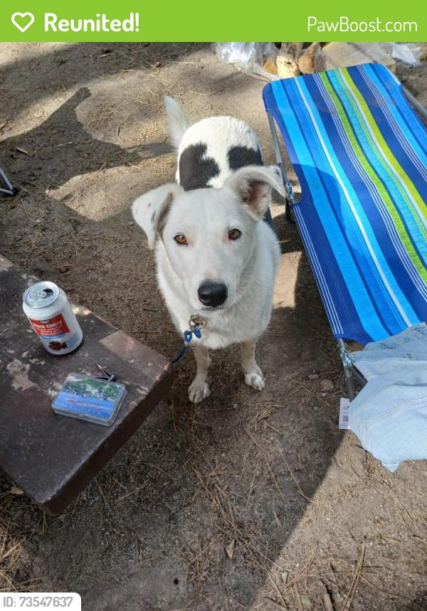 Reunited Male Dog last seen Kings road and Queens dr, Nampa, ID 83687