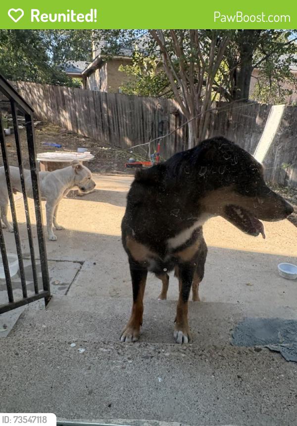 Reunited Male Dog last seen South Creek, Round Rock, TX 78664, USA, Round Rock, TX 78664