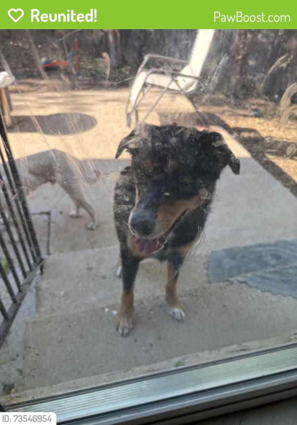 Reunited Unknown Dog last seen South Creek, Round Rock, TX 78664, USA, Round Rock, TX 78664