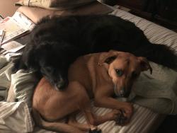 Lost Male Dog last seen Abbott rd Lackawanna, Buffalo, NY 14218