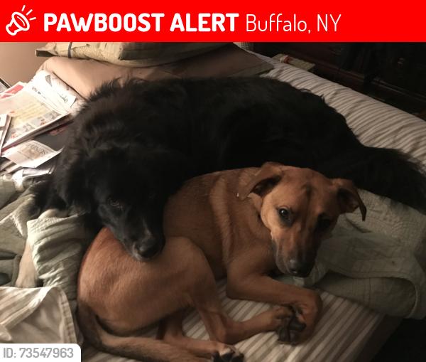 Lost Male Dog last seen Abbott rd Lackawanna, Buffalo, NY 14218