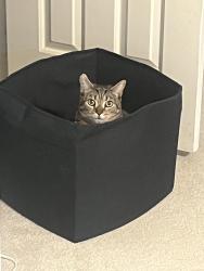 Reunited Female Cat last seen Pepperell Drive, Bethesda, MD 20817