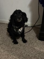 Lost Male Dog last seen Anderson park, Houston, TX 77057