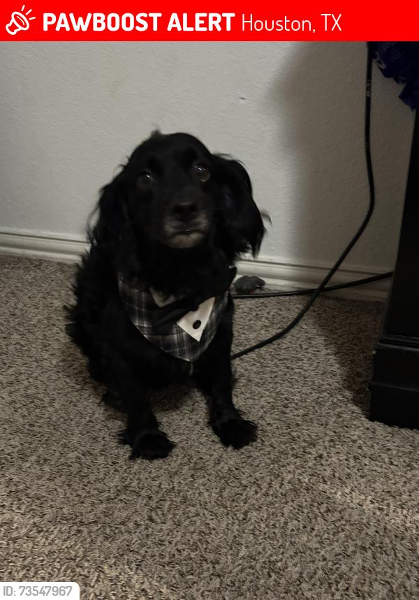 Lost Male Dog last seen Anderson park, Houston, TX 77057
