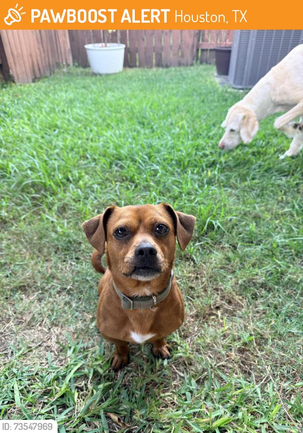Found/Stray Male Dog last seen Long point and Hollister, Houston, TX 77055