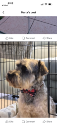 Lost Male Dog last seen Near se 4 terrace. Or parque saratoga also., Cape Coral, FL 33990