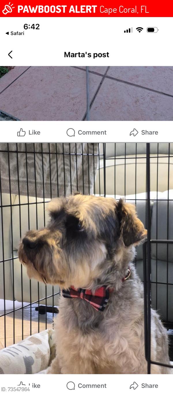 Lost Male Dog last seen Near se 4 terrace. Or parque saratoga also., Cape Coral, FL 33990