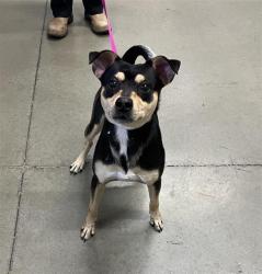 Shelter Stray Male Dog last seen Near BLOCK N PEACH AVE, FRESNO CA 93727, 5277 E Airways Blvd, Fresno, CA 93727, USA