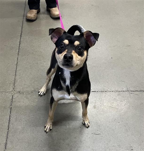 Shelter Stray Male Dog last seen Near BLOCK N PEACH AVE, FRESNO CA 93727, 5277 E Airways Blvd, Fresno, CA 93727, USA