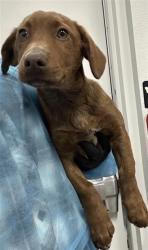 Shelter Stray Male Dog last seen Near BLOCK E BUTLER AVE, FRESNO CA 93727, 5277 E Airways Blvd, Fresno, CA 93727, USA
