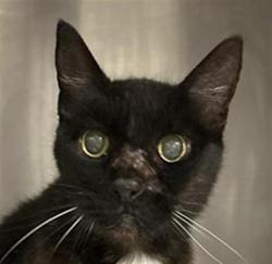 Shelter Stray Female Cat last seen Near BLOCK N ADOLINE AVE, FRESNO CA 93728 1508, 5277 E Airways Blvd, Fresno, CA 93727, USA