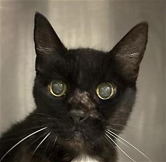 Shelter Stray Female Cat last seen Near BLOCK N ADOLINE AVE, FRESNO CA 93728 1508, 5277 E Airways Blvd, Fresno, CA 93727, USA