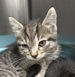 Shelter Stray Female Cat last seen Near BLOCK E BURNS AVE, FRESNO CA 93725 1649, 5277 E Airways Blvd, Fresno, CA 93727, USA