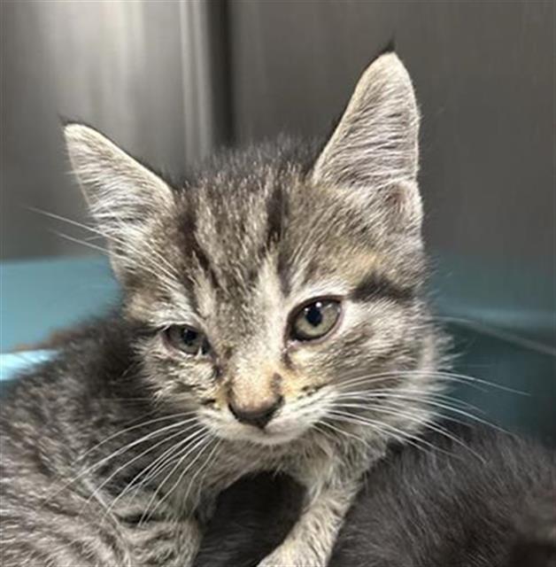 Shelter Stray Female Cat last seen Near BLOCK E BURNS AVE, FRESNO CA 93725 1649, 5277 E Airways Blvd, Fresno, CA 93727, USA