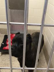 Shelter Stray Female Dog last seen Near BLOCK ELMER DR, 12155 Park Blvd, Brighton, CO 80601, USA