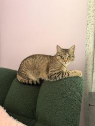 Lost Female Cat last seen She got outside, she’s probably terrified - she’s an indoor cat, Massillon, OH 44646