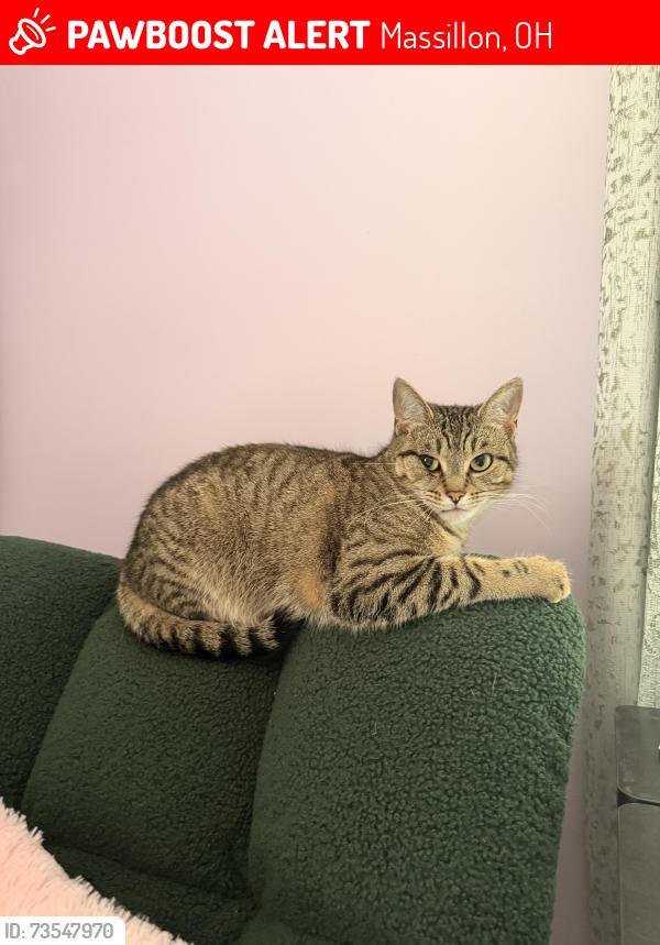 Lost Female Cat last seen She got outside, she’s probably terrified - she’s an indoor cat, Massillon, OH 44646