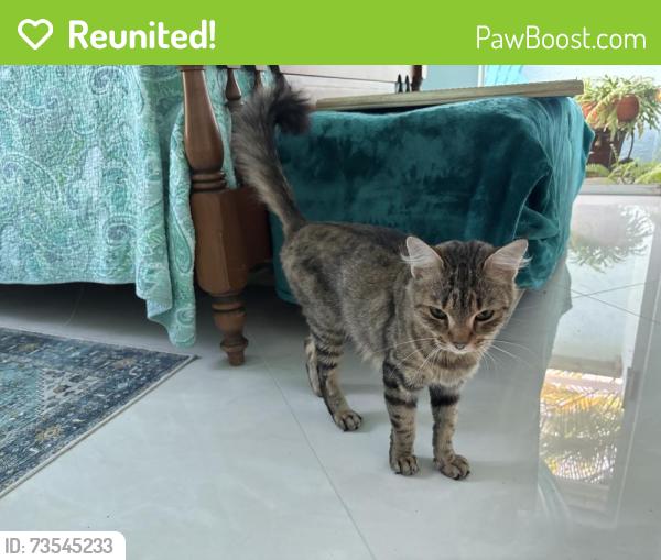 Reunited Unknown Cat last seen SE 6th ave & SE 22nd st. Cape coral, Cape Coral, FL 33990
