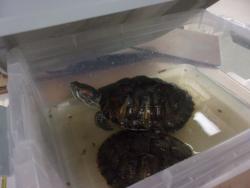 Shelter Stray Female Other last seen , 14409 Vanowen St, Van Nuys, CA 91405, USA
