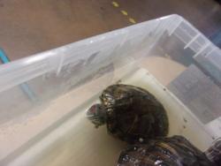 Shelter Stray Female Other last seen , 14409 Vanowen St, Van Nuys, CA 91405, USA
