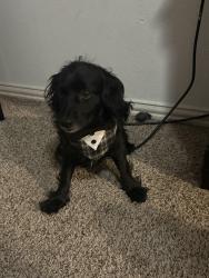 Lost Male Dog last seen Near Schumacher Ln Houston, TX 77057 United States, Houston, TX 77056