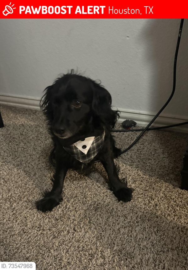 Lost Male Dog last seen Near Schumacher Ln Houston, TX 77057 United States, Houston, TX 77056