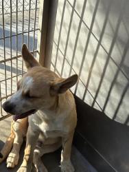 Shelter Stray Male Dog last seen , 600 Aviation Dr, Camarillo, CA 93010, USA