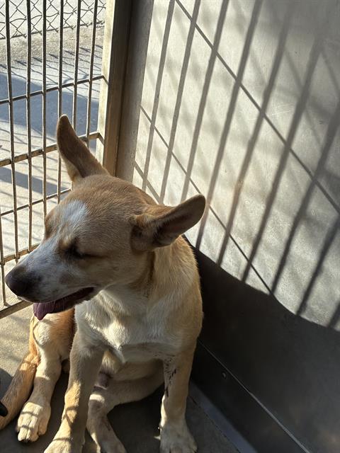 Shelter Stray Male Dog last seen , 600 Aviation Dr, Camarillo, CA 93010, USA