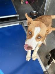 Shelter Stray Male Dog last seen , 600 Aviation Dr, Camarillo, CA 93010, USA