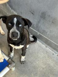 Shelter Stray Male Dog last seen , 600 Aviation Dr, Camarillo, CA 93010, USA
