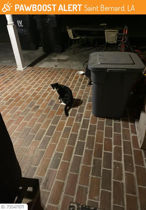 Found/Stray Unknown Cat last seen 1709-B Bayou Road Saint Bernard Parish Louisiana, Saint Bernard, LA 70085