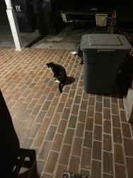 Found/Stray Unknown Cat last seen 1709-B Bayou Road Saint Bernard Parish Louisiana, Saint Bernard, LA 70085