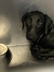 Shelter Stray Female Dog last seen Near BLOCK SIMPSON RD, WINCHESTER, CA, 581 S Grand Ave, San Jacinto, CA 92582, USA